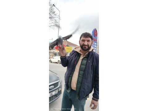 Yavru ve yetişkin jako papağanı mevcut
