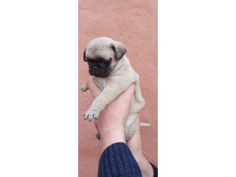 Muhteşem pug mops bebekler