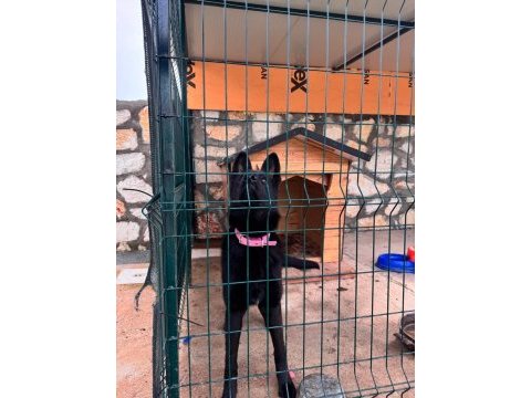Full black (siyah) showline alman kurdu