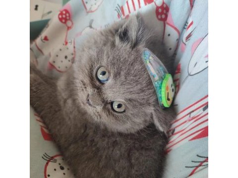British shorthair bebeklerimize yeni yuva arıyoruz