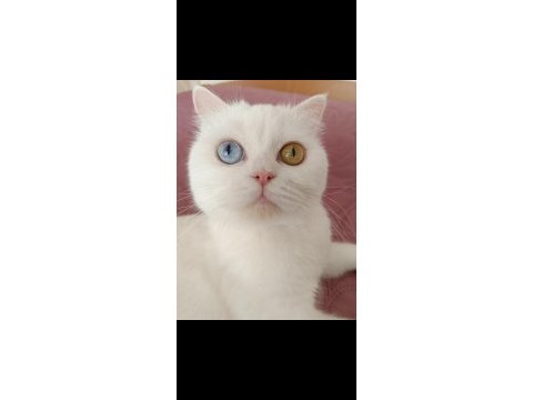 Dünyalar güzeli british shorthair odd eyes sütlacım