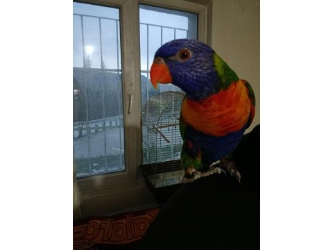 İnsan bağımlısı lori papağanı