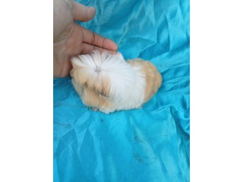 En güzel coronet guinea pig yavrular