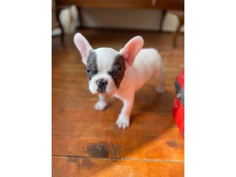 French bulldog varsa daha iyisi o da annesi