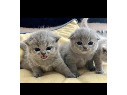 Scottish fold gri