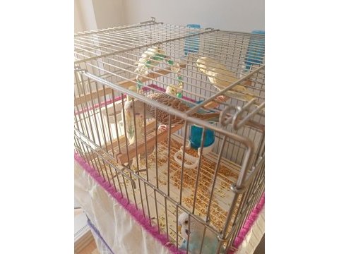 Yavru muhabbet kuşu sahiplendirme