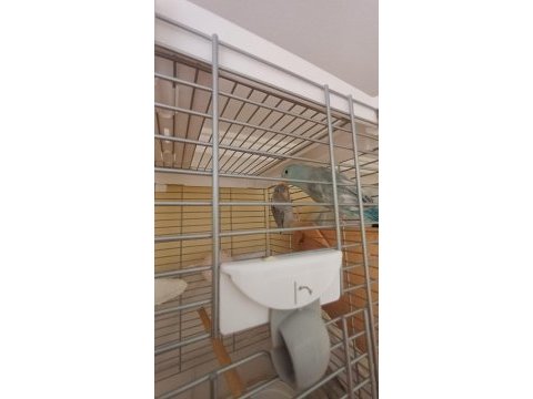 Yumurtalı forpus papağanı çifti