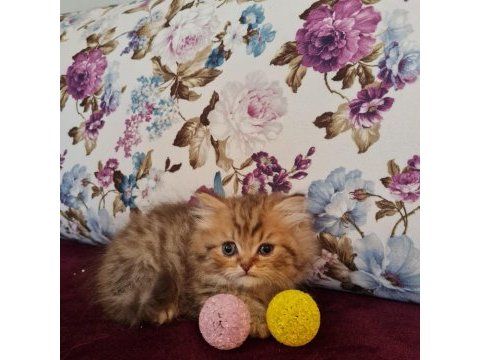 Sun kennels üretim çiftliğinden british shorthair