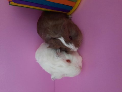Sheltie ginepig yavrularımız çift