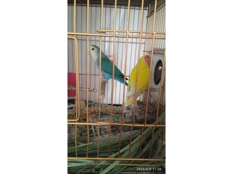 2 yumurtası var sevda papağanı çift olarak