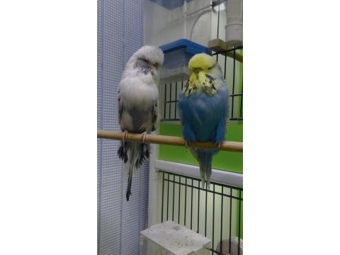 Show jumbo muhabbet kuşlar