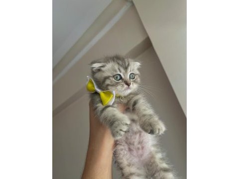 Yavru prenses scottish fold