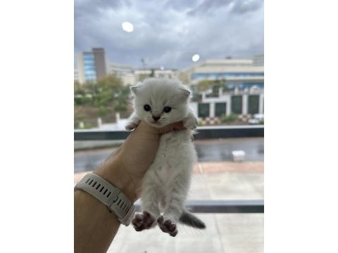 Saf kan british shorthair bebekler