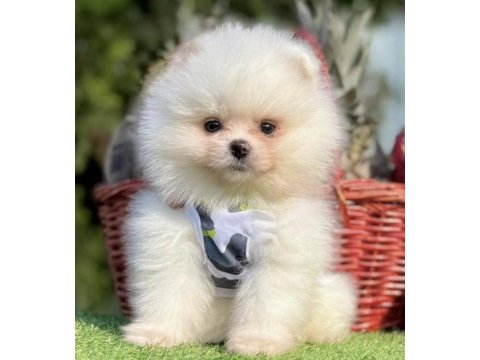 Pomeranian boo köpeği