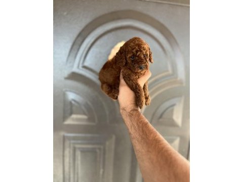 Toy poodle bebekler