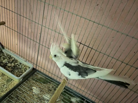 Albino ve wifi pied sultan papağanı