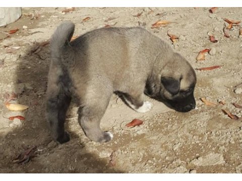 Safkan kangal köpeği