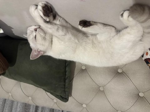 Dişi safkan ny british shorthair