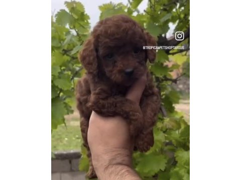Safkan toy poodle yavrularımız