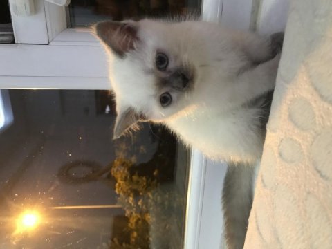 British shorthair blue point yavrularımız safkan
