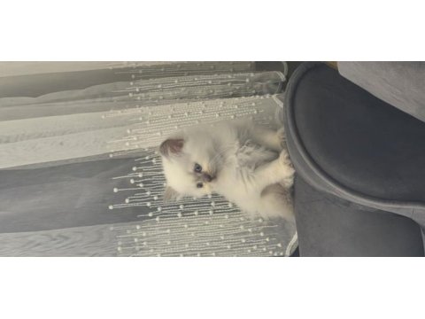 British longhair yavrumuz
