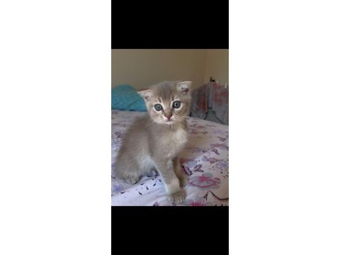 Dişi ve erkek scottish fold yavrumuz