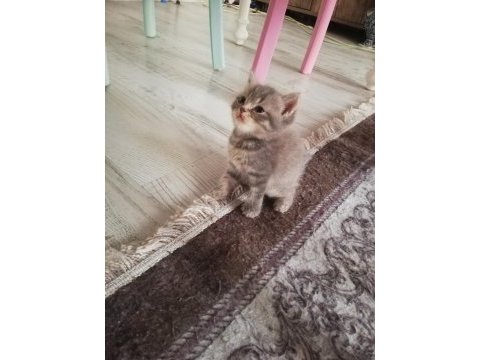 Bursa içi british longhair yavrular