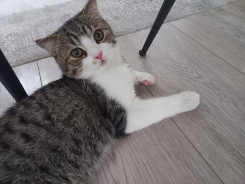 Ücretsiz sahiplendirilecek kedimiz