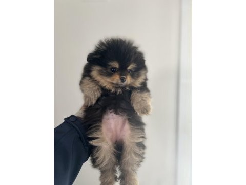 Bölgenin en iyi ve en kaliteli saf pomeranian ırkı