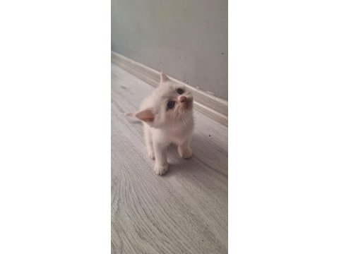 Boncuk gözlü yavru kedilerim teslime hazır