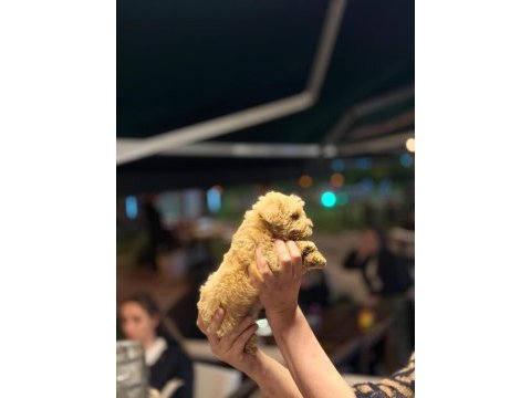 Bebek maltipoo