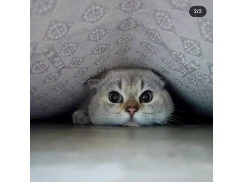 Full secere şampiyon atalar british shorthair