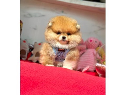 Teddy turuncu ayı surat pomeranian