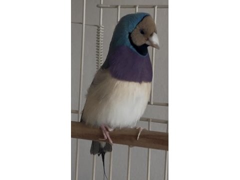 Erkek gouldian ispinozları
