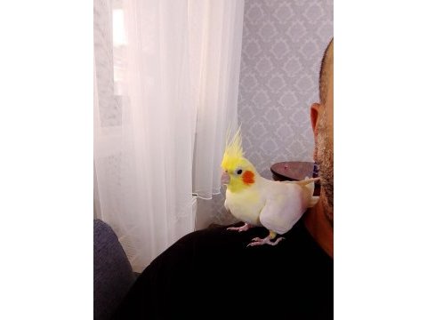 Sultan papağanımız