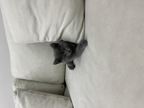 British shorthair yavru