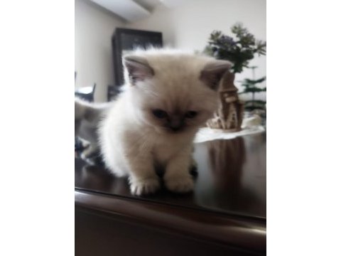 British shorthair yavru kedi