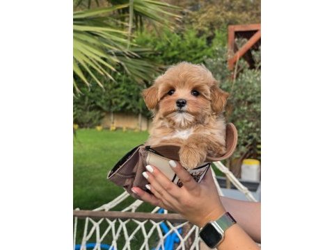 Akıllı ve tüy dökmeyen karakteriyle maltipoo yavrusu