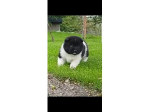Safkan amerikan akita tombişler