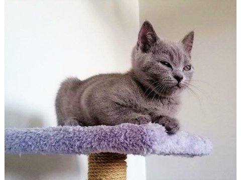 2,5 aylık yaz şekeri british shorthair