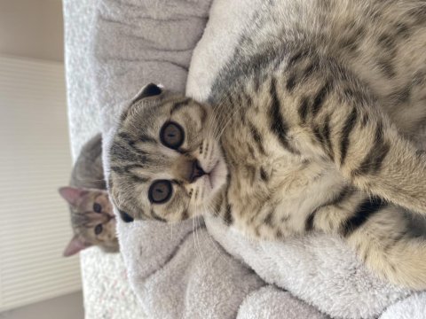 Scottish fold dişi kedimiz yeni yuvasını arıyor