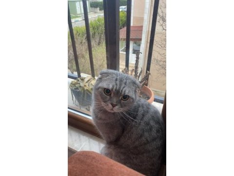 Scottish fold kedimiz sherlock yuva arıyor