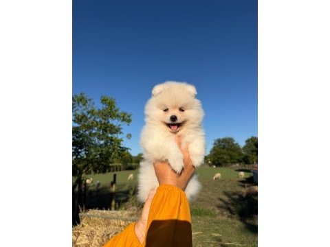 Yavru pomeranian boolarımız için ulaşın