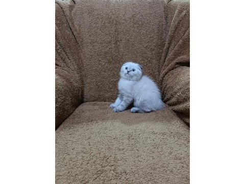 Scottish fold shorthair lynx point oğlumuz