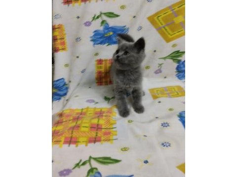 British shorthair