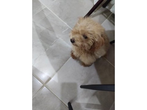 Toy poodle