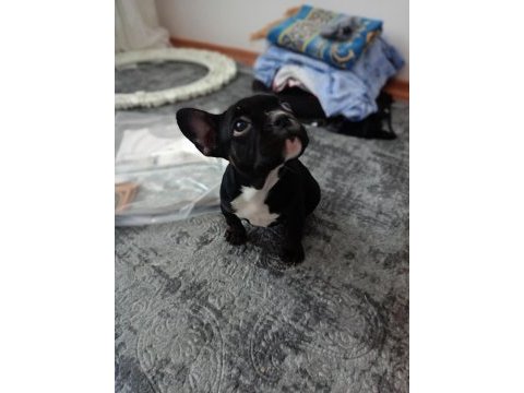 A+a kalite merle french bulldog