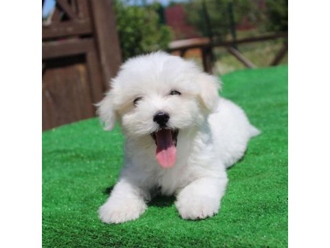 Korean bichon frise 1 buçuk kg