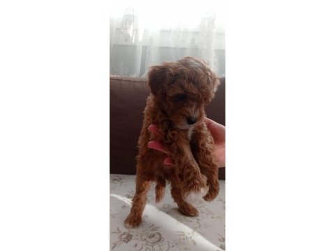 Toy poodle yavru köpekler