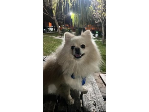 Pomeranian oğlumuz latte
